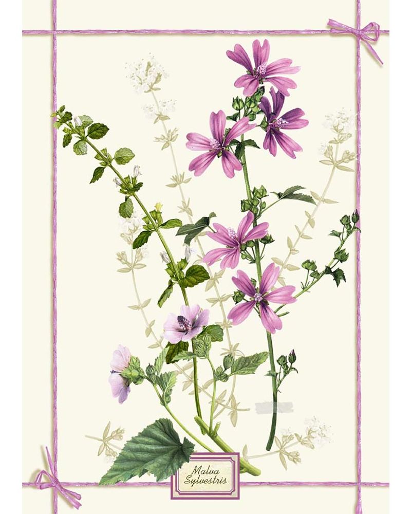 Fragrance Malva