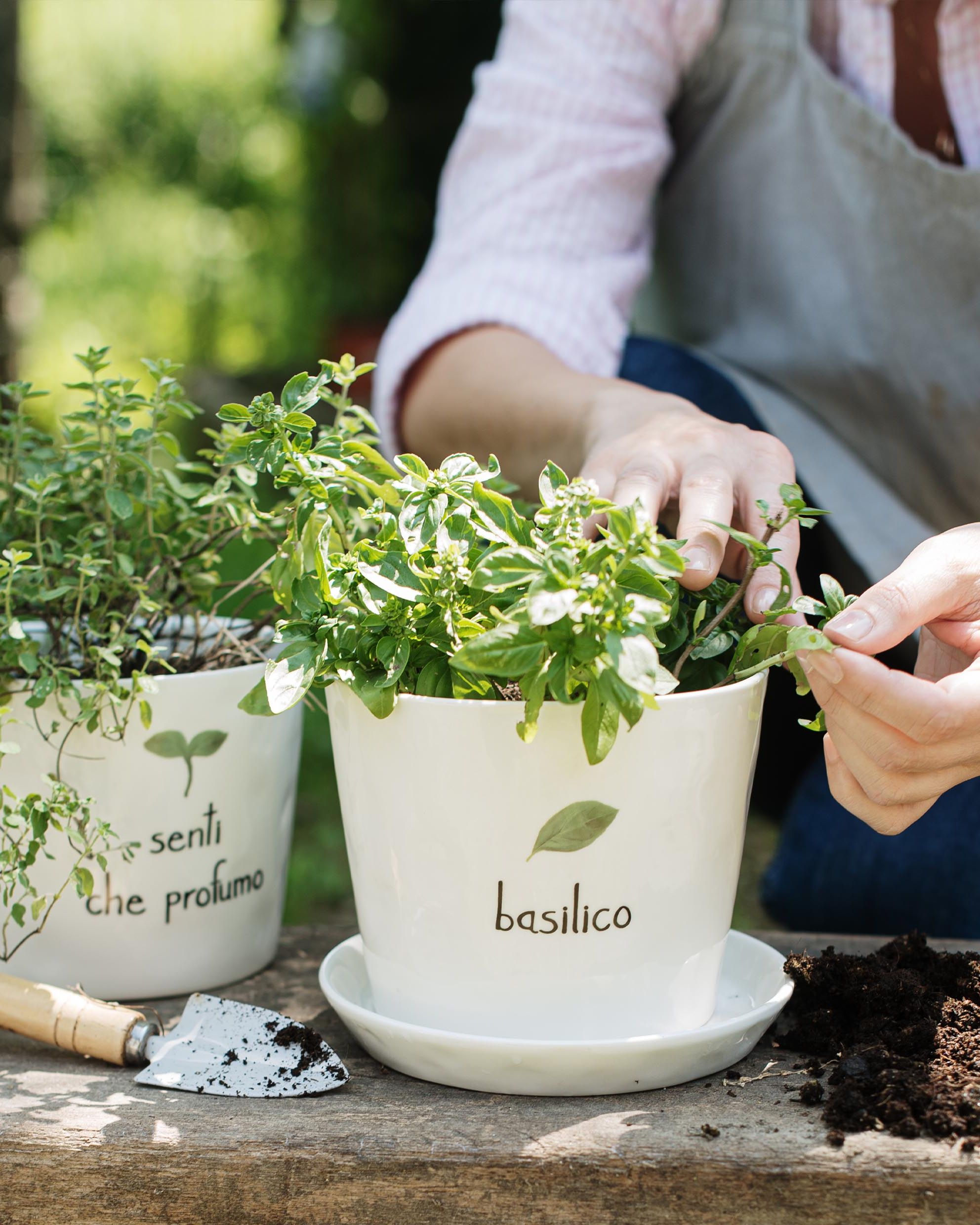 Vaso Basilico, con sottovaso
