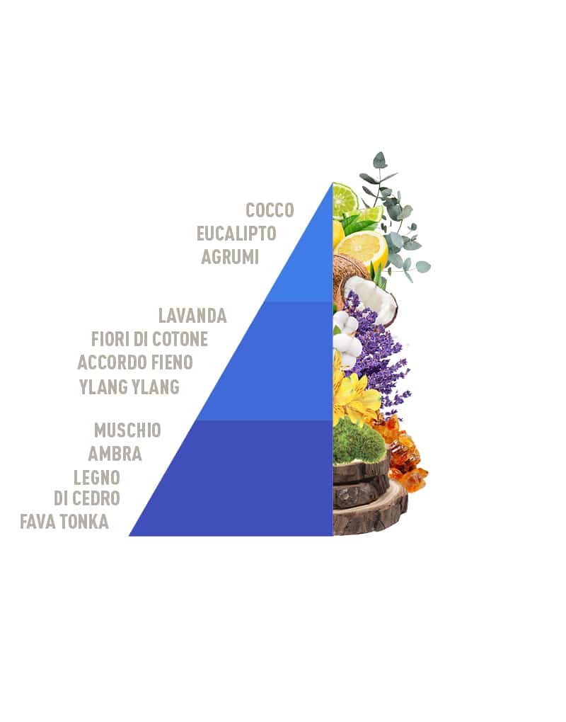 Cotone e Fiordaliso Profuma Bucato - Spring Summer 2026